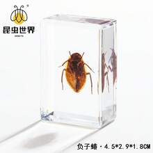 逼真昆虫标本，甲虫、蝎子、犀金龟、蜘蛛，生物科学教育礼品树脂摆件 - 高品质玩具，款式随机，生日礼物 - 圣诞礼物 - 万圣节礼物 - 完美礼物 - 彩色 - 查看 48
