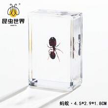 逼真昆虫标本，甲虫、蝎子、犀金龟、蜘蛛，生物科学教育礼品树脂摆件 - 高品质玩具，款式随机，生日礼物 - 圣诞礼物 - 万圣节礼物 - 完美礼物 - 彩色 - 查看 23