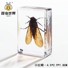 逼真昆虫标本，甲虫、蝎子、犀金龟、蜘蛛，生物科学教育礼品树脂摆件 - 高品质玩具，款式随机，生日礼物 - 圣诞礼物 - 万圣节礼物 - 完美礼物 - 彩色 - 查看 86