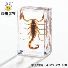 逼真昆虫标本，甲虫、蝎子、犀金龟、蜘蛛，生物科学教育礼品树脂摆件 - 高品质玩具，款式随机，生日礼物 - 圣诞礼物 - 万圣节礼物 - 完美礼物 - 彩色 - 查看 10