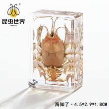 逼真昆虫标本，甲虫、蝎子、犀金龟、蜘蛛，生物科学教育礼品树脂摆件 - 高品质玩具，款式随机，生日礼物 - 圣诞礼物 - 万圣节礼物 - 完美礼物 - 彩色 - 查看 76