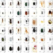 逼真昆虫标本，甲虫、蝎子、犀金龟、蜘蛛，生物科学教育礼品树脂摆件 - 高品质玩具，款式随机，生日礼物 - 圣诞礼物 - 万圣节礼物 - 完美礼物 - 彩色 - 查看 66