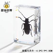 逼真昆虫标本，甲虫、蝎子、犀金龟、蜘蛛，生物科学教育礼品树脂摆件 - 高品质玩具，款式随机，生日礼物 - 圣诞礼物 - 万圣节礼物 - 完美礼物 - 彩色 - 查看 39