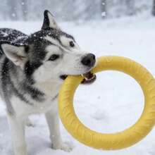 1pc Outdoor Dog Floating Ring Toy, Pet Chew Toy, Suitable For Small, Medium And Large Dogs, For Training, Fetch And Interactive Play, Floating Water Toy, Suitable For Swimming (7.08 Inches/18cm) - Multicolor - View 3