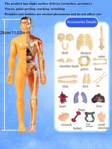 1 Set Removable Human Anatomy Model Kit - Detachable Skeleton And Full Body Torso - STEM Education Kit For Teens - Medical Teaching Anatomical Skeleton Model Set With Removable Organs, For Science Classroom Demonstration And Learning Human Body Structure, Perfect Gift For Teachers, Students, Friends For Graduation, Back To School, Halloween, Christmas