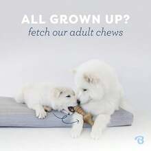 Benebone Puppy 2-Pack Dental Chew/Wishbone Dog Chew Toys, Made In USA, Real Bacon Flavor - Que que/Zaggler - Nhỏ - Thịt xông khói THẬT/Gỗ phong THẬT - Gói 2 cái - Xem 5