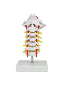 EstiloTendenciaModelo De Columna Cervical Humana 1:1, VéRtebra Cervical, Arteria, Columna Vertebral, Nervios Espinales, Modelo AnatóMico, EnseñAnza De La AnatomíA, ModeloCalidad PremiumVersióN Mejorada - 1 - Ver 4
