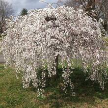 Dwarf Weeping White Cherry Tree 30 Beauty White Privacy Screen Great For Planting - Variant 1 - View 3