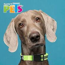 YEUSS Fancy Pets Collar con Ultra Grip y Bandas Reflejantes Color Verde Tamao Grande para Perro - verde + grande + collar - Ver 4