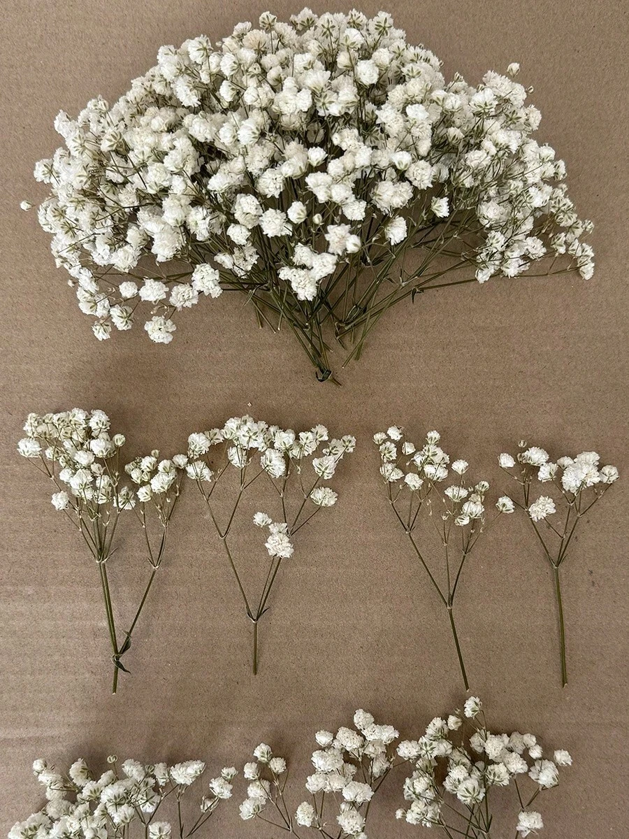 110支白色迷你干花花束 - 非常适合DIY装饰、贺卡、婚礼、家居和办公室装饰