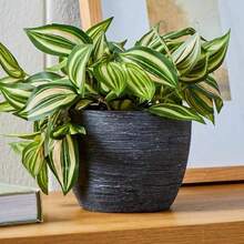 Textured Matte Black Ceramic Pot Planter Indoor Outdoor - 1 - 查看 2