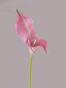 5pcs High Quality Artificial Calla Lily Flowers Home Decor, Living Room Floral Decoration, Fake Flowers Garden Party Decor, Artificial Flower & Plant, Suitable For Valentine's Day Gift, Birthday Party, Wedding Decoration, Bouquet Making, Spring Festival Decor - Multicolor - View 8