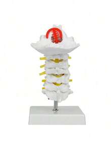 EstiloTendenciaModelo De Columna Cervical Humana 1:1, VéRtebra Cervical, Arteria, Columna Vertebral, Nervios Espinales, Modelo AnatóMico, EnseñAnza De La AnatomíA, ModeloCalidad PremiumVersióN Mejorada - 1 - Ver 8