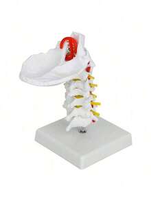EstiloTendenciaModelo De Columna Cervical Humana 1:1, VéRtebra Cervical, Arteria, Columna Vertebral, Nervios Espinales, Modelo AnatóMico, EnseñAnza De La AnatomíA, ModeloCalidad PremiumVersióN Mejorada - 1 - Ver 5