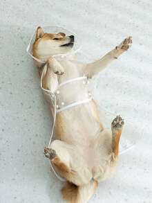 1件装狗狗雨衣，小型犬防水户外服装，适合贵宾犬、泰迪犬等小型犬，雨天使用，透明宠物雨衣，防风 - 彩色 - 查看 4