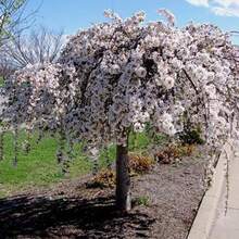 Dwarf Weeping White Cherry Tree 30 Beauty White Privacy Screen Great For Planting - Variant 1 - View 5