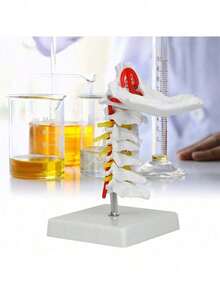 EstiloTendenciaModelo De Columna Cervical Humana 1:1, VéRtebra Cervical, Arteria, Columna Vertebral, Nervios Espinales, Modelo AnatóMico, EnseñAnza De La AnatomíA, ModeloCalidad PremiumVersióN Mejorada - 1 - Ver 3