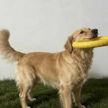 1pc Outdoor Dog Floating Ring Toy, Pet Chew Toy, Suitable For Small, Medium And Large Dogs, For Training, Fetch And Interactive Play, Floating Water Toy, Suitable For Swimming (7.08 Inches/18cm) - Multicolor - View 6