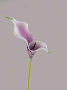 5pcs High Quality Artificial Calla Lily Flowers Home Decor, Living Room Floral Decoration, Fake Flowers Garden Party Decor, Artificial Flower & Plant, Suitable For Valentine's Day Gift, Birthday Party, Wedding Decoration, Bouquet Making, Spring Festival Decor - Multicolor - View 5