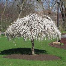 Dwarf Weeping White Cherry Tree 30 Beauty White Privacy Screen Great For Planting - Variant 1 - View 6