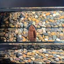 4/5/15 Stücke realistische schwimmende Boot Deko, geeignet für Aquarien, kann natürliche Atmosphäre oder Landschaftsdesign zu Ihrem Fischbecken hinzufügen - Fröhliches Aquarium - Übersicht 7