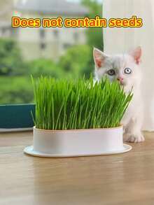 1个无土水培猫薄荷盒，双层可重复使用种植器，室内宠物零食储存托盘，增进主人与宠物之间的感情，圣诞节、感恩节宠物友好礼物，猫主人和猫咪领养者的理想之选（不含种子） - 彩色 - 查看 12