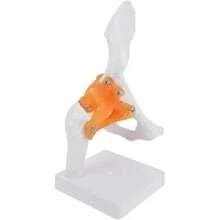 Modelo Anatómico De Articulación De Cadera Humana Con Soporte Modelo De Esqueleto Para Estudio Médico Enseñanza Escolar Y Uso En Casa 10.63X4.72X4.72 Pulgadas,39837143 - Multicolor - Ver 1