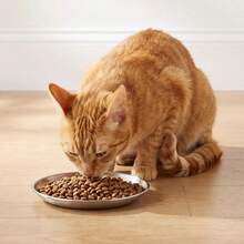 1个宠物猫狗碗，宠物喂食器，浅口设计，适合猫咪胡须，适用于猫咪和幼犬的食物和水碗 - 均碼 - 查看 2
