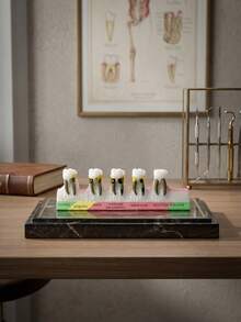 1个牙科模型展示架，牙科解剖教学工具，适用于医学教育辅助和牙科诊所装饰，包含正常、浅、中、深、晚期残余牙根和遗传牙阶段的牙科结构模型，科学教育用品，牙科教学演示模型 - 彩色 - 查看 5