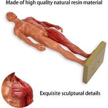 Modelo de Cuerpo Humano, Modelo Anatómico de 30 Cm / 11,8 Pulgadas, Resina de Alta Calidad, Muestra los Músculos de la Superficie Y la Estructura del Cuerpo, Entusiasta del Fitness, Péndulo Médico,39837150 - Multicolor - Ver 5