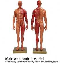 Modelo de Cuerpo Humano, Modelo Anatómico de 30 Cm / 11,8 Pulgadas, Resina de Alta Calidad, Muestra los Músculos de la Superficie Y la Estructura del Cuerpo, Entusiasta del Fitness, Péndulo Médico,39837150 - Multicolor - Ver 6