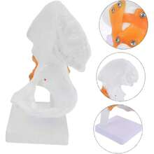 Modelo Anatómico De Articulación De Cadera Humana Con Soporte Modelo De Esqueleto Para Estudio Médico Enseñanza Escolar Y Uso En Casa 10.63X4.72X4.72 Pulgadas,39837143 - Multicolor - Ver 5