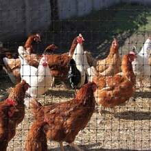 Malla gallinera | Malla pollera | Proteccin para Jardines y canceles | NO se oxida | Plstica | De Calidad | Larga duracin (1x1 Metro con Cuadro de 16x19 mm) - 1x1 metro con cuadro de 16x19 mm - Ver 8