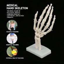 Modelo de esqueleto de mano anatómico tamaño real para estudio de anatomía médica humana modelo de esqueleto de tamaño ideal para educación,39837167 - Multicolor - Ver 5