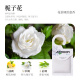 8 paquetes de [Gardenia de verano]