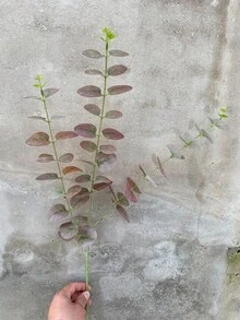 Bộ 1/3 lá bạch đàn giả Silver Dollar | Cành dài 26 inch, có kết cấu sống động như thật, thích hợp cho lễ tốt nghiệp, trang trí sinh nhật, trang trí sân vườn ngày Valentine, v.v. - Nhiều màu - Xem 4