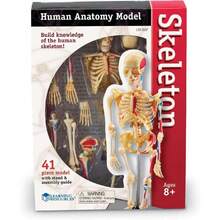 Skeleton Model - 41 Piezas Modelo del Esqueleto Humano, Anatomía para Niños, Juguetes Didácticos, Partes del Cuerpo Humano,39837163 - Multicolor - Ver 2