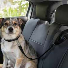 1 Set Black Cat & Dog Pet Leash With Reflective Strip, Dog/Cat Walking Leash, Non-Choke Collar Leash, 2pcs - Black - View 5