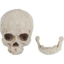 Skeleton Model - Çok renkli - Görünüm 1