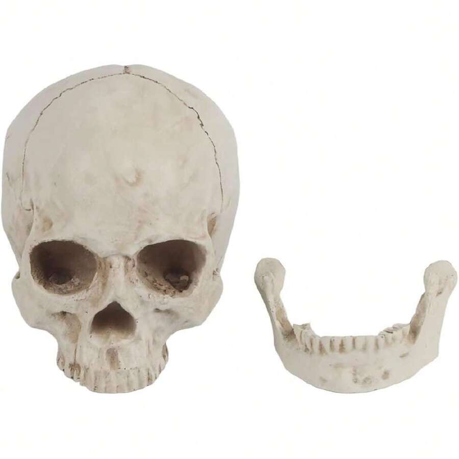 Skeleton Model - Çok renkli - Görünüm 1