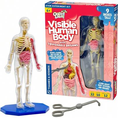 CYPNThames and Kosmos Kit de experimentos científicos anatomía: Cuerpo Humano Visible con órganos blandos para niños unisex 3+Fashion