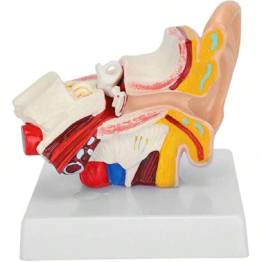 Modelo de oído humano, modelo de anatomía del oído humano, anatomía del modelo de oído 1.5: 1 simulación científica profesional magnificada modelo de anatomía humana pequeño para enseñanza de exhibición de estudio,39837151 - Multicolor - Ver 1