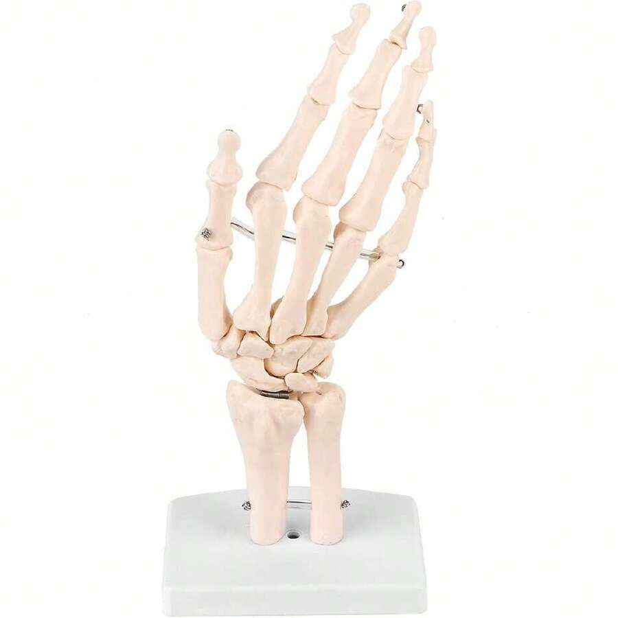 Modelo de esqueleto de mano anatómico tamaño real para estudio de anatomía médica humana modelo de esqueleto de tamaño ideal para educación,39837167 - Multicolor - Ver 1
