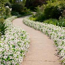 3束14.96英寸户外仿真花，抗紫外线塑料材质，适合春夏花园、窗台、花盆、花瓶、室内外家居装饰 - 白色 - 查看 7