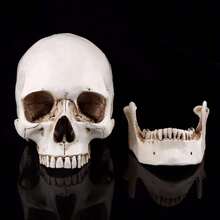Modelo de Esqueleto de Tamaño Real Modelo de Cráneo Humano de Resina Blanca con Adorno de Fiesta de Tapa de Cráneo Extraíble Educación Científica,39837156 - Multicolor - Ver 5