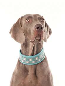 宠物项圈，宽反光狗项圈，狗项圈，狗狗用品，加宽宠物狗项圈，狗颈圈，大型犬项圈，夜间反光项圈，高密度耐用织带项圈，宠物配件，耐用耐磨 - 彩色 - 查看 6