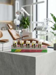 1个牙科模型展示架，牙科解剖教学工具，适用于医学教育辅助和牙科诊所装饰，包含正常、浅、中、深、晚期残余牙根和遗传牙阶段的牙科结构模型，科学教育用品，牙科教学演示模型 - 彩色 - 查看 10