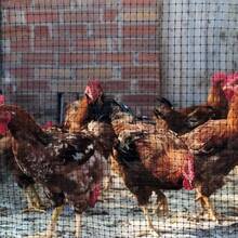 Malla gallinera | Malla pollera | Proteccin para Jardines y canceles | NO se oxida | Plstica | De Calidad | Larga duracin (1x2 Metros con Cuadro de 16x19 mm) - 1x2 metros con cuadro de 16x19 mm - Ver 10