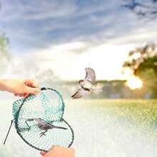 CYPNHEITIGN Trampa para Pájaros de Palomas Red de Trampas para Pájaros Vivos Domésticos Humanos de Primavera Grande para Pájaros Palomas Gorriones Codornices Trampas para Jaulas de Caza BFashion - B - Ver 7