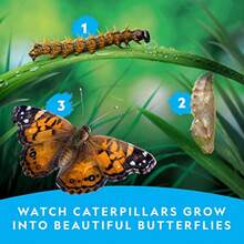 CYPNNATIONAL GEOGRAPHIC Butterfly Growing Kit - Butterfly Habitat Kit with Voucher to Redeem 5 Caterpillars $10.95 SandH Not Included Butterfly Cage Feeder ( Exclusive)Fashion - como en la foto - Ver 4